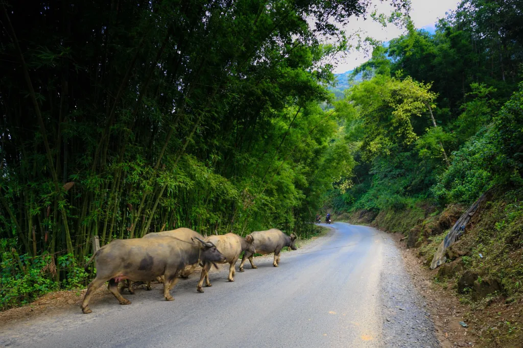 Sapa Vietnam